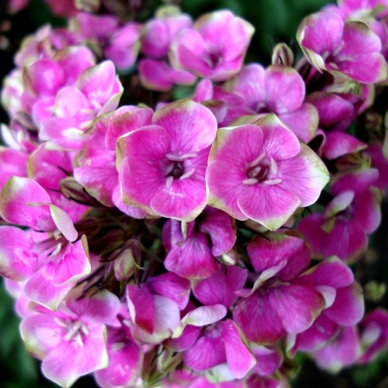 ��� �������� ������ �� �������� � ������� ������� �������