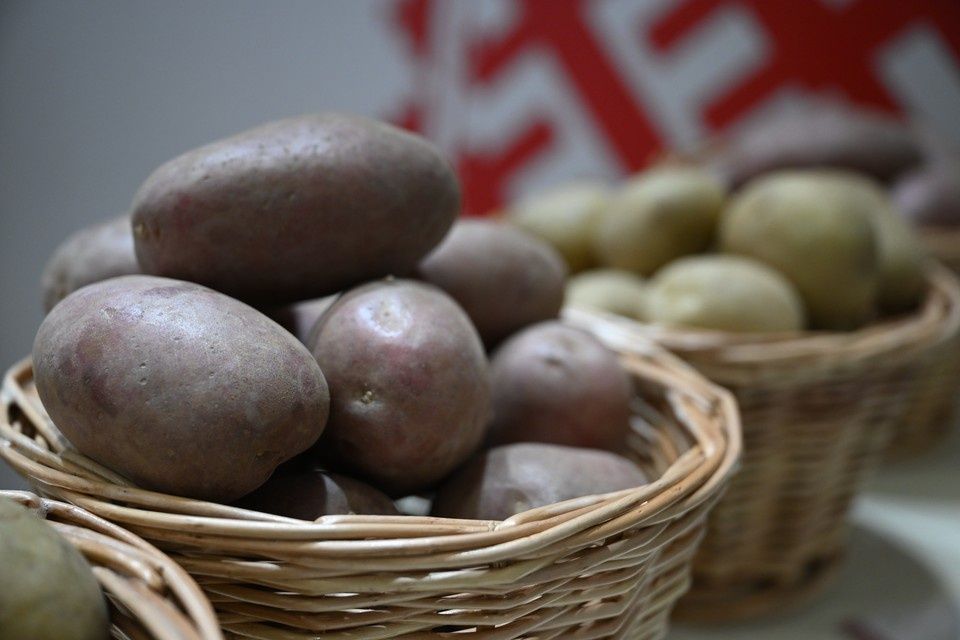 ���������� ������������ ���������� ���� �� ���������