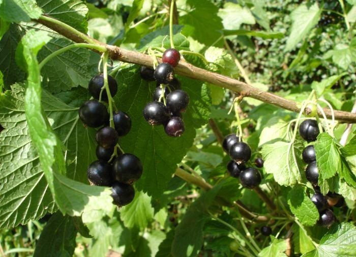 ������� ����� �� ���������� ����� ����� ������