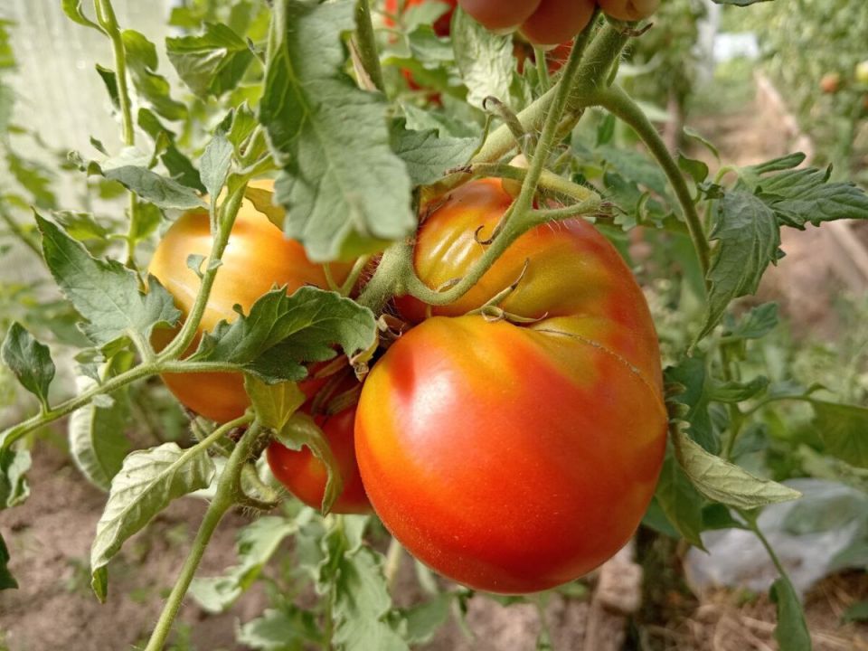 ���-5 �������, ������� ������������ � ���� ������