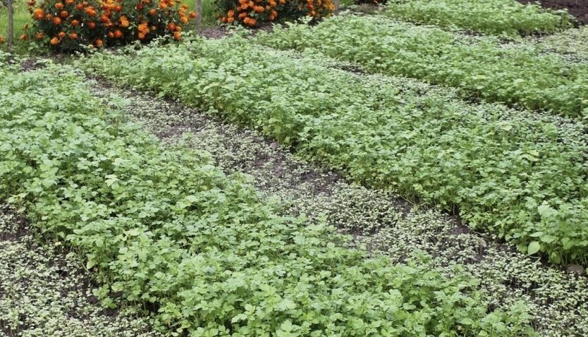 �������� � �������: ��� ����������� ����� ��� ������� �������