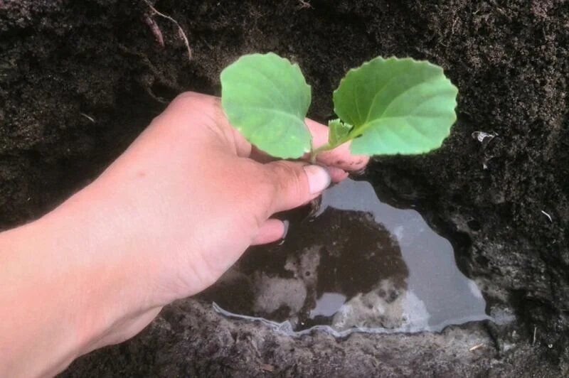 ��� ��������� ���������� ������� �������: ������ ������� ���������� � �����